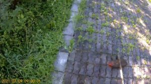 Очистка плитки от травы триммером