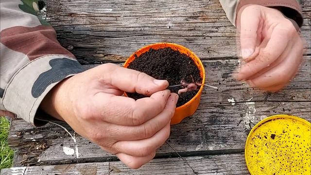 Как насадить червя на крючок. Несколько способов. смотреть онлайн