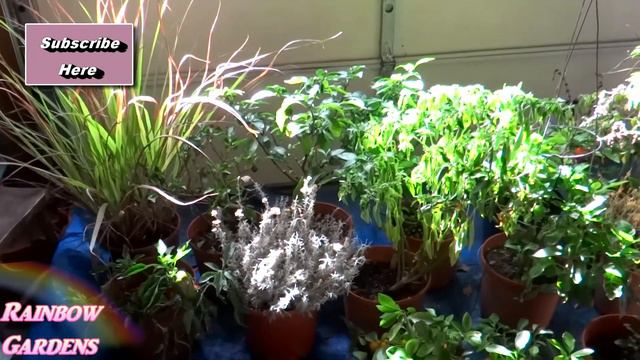 11 Gardening Tips w/ Examples, What I Am Growing in the Late Fall & Winter Garden - Viewer Request смотреть онлайн