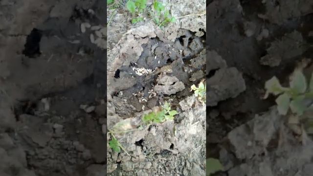 Муравей и Яица Алматы смотреть онлайн