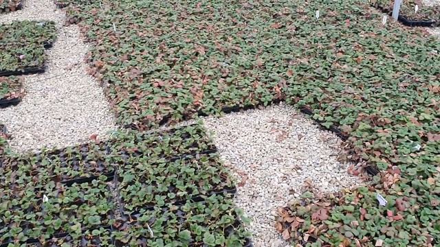 Начали отправку своей рассады. Как упаковываем ОКС, ЗКС и кассетную. смотреть онлайн