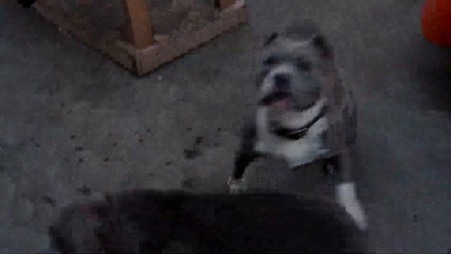 bandits, Американский булли, dogs, American bully смотреть онлайн