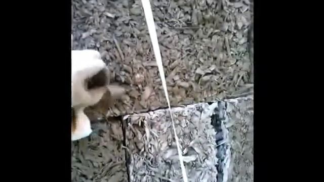 арболит и его свойства