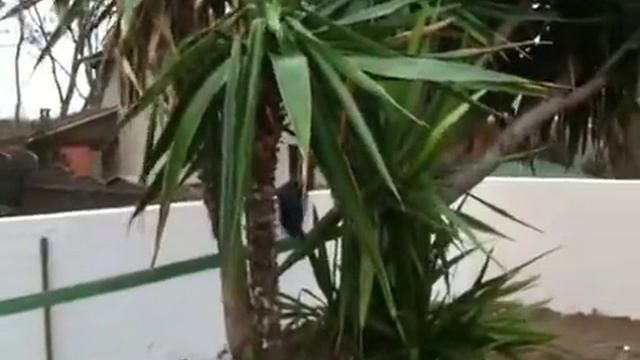 Plantation Yucca Elephant смотреть онлайн