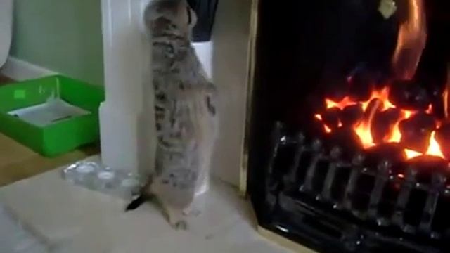 Сурикат греется у электрокамина смотреть онлайн