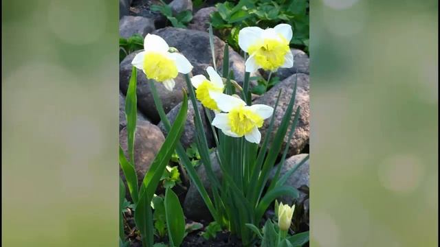 В моем саду. Первоцветы смотреть онлайн
