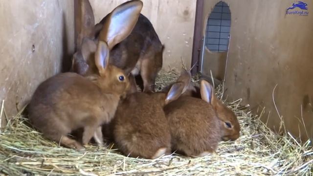 Бельгийский заяц гнездо смотреть онлайн