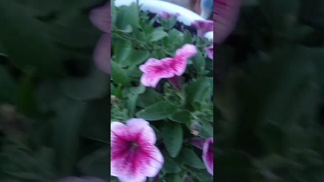 петуния Опера Суприм Райсбери Айс смотреть онлайн