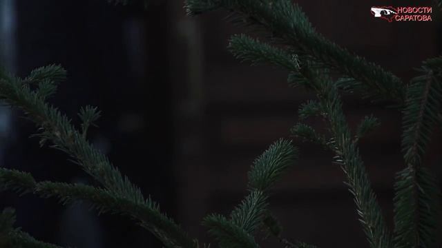 В Заводском районе незаконно вырублена роща смотреть онлайн