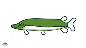 Раскраска РЫБА ЩУКА / Как нарисовать ЩУКУ / Раскраска / Краски Раскраски / How to draw an chameleon
