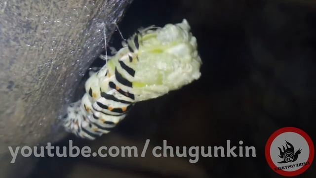 ДОМАШНИЙ ИНСЕКТАРИЙ | БАБОЧКА МАХАОНА ВЫЛЕТАЕТ НА СВОБОДУ смотреть онлайн