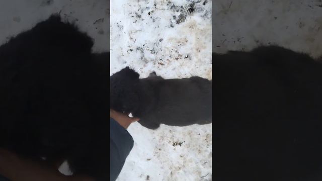 косолапый алабай смотреть онлайн