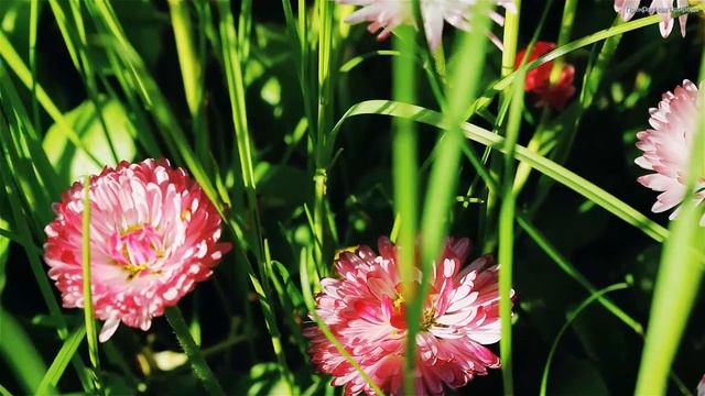 Божественная музыка трогает сердце! Одна из лучших песен о любви! Лучшая музыка Сергея Грищука #34 смотреть онлайн