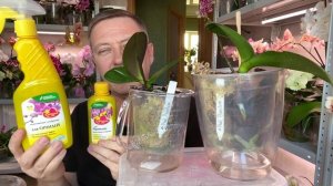 удобрение для орхидей ЭФФЕКТИВНОЕ и БЮДЖЕТНОЕ только по листьям орхидей