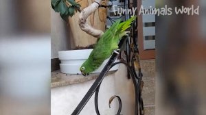 Самые смешные видео с собаками и кошками ? - Лучшие смешные видео с Животными 2023 ? #2