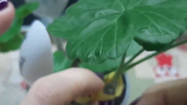 🌺 Первый результат прививки пеларгоний🌺 смотреть онлайн