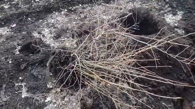 Кустовая голубика (Канадская черника). Пересадка, подкормка. смотреть онлайн