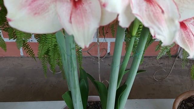 BOLIVIANÍSIMA EN PROCESO DE FLORACIÓN смотреть онлайн