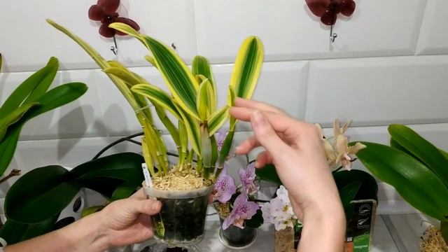 Уход за каттлеями (Cattleya), отвечаю на вопросы (часть 2)