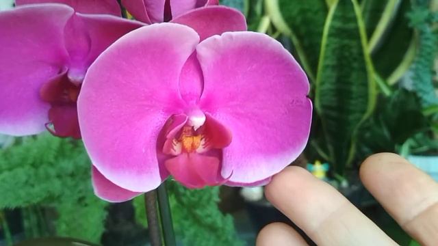 Моя орхидейка Joyride🌹после восстановления🌿(04.07.22) смотреть онлайн