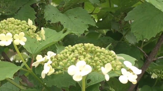 28.05.19. Есть в жизни счастье! смотреть онлайн
