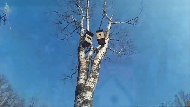 Скворечник, как сделать попроще | практика.