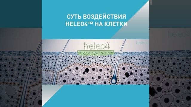 Суть воздействия HELEO4 на клетки смотреть онлайн