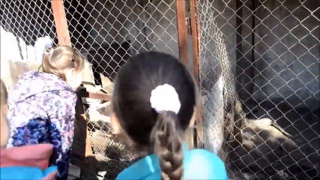 Поездка в приют для собак Дай лапу смотреть онлайн