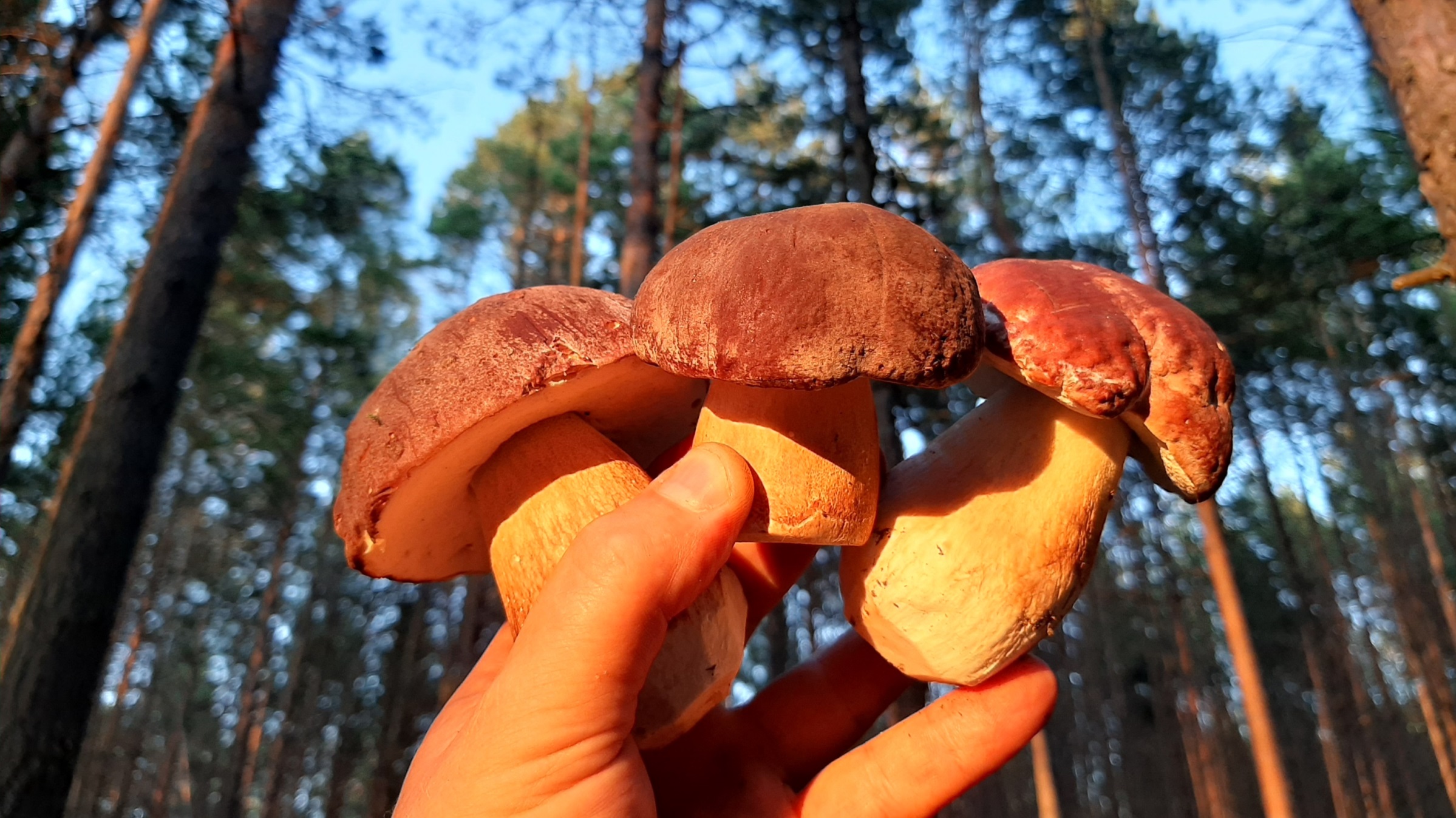 Грибы. НАШЕСТВИЕ БЕЛЫХ ГРИБОВ. Поляны Боровиков в лесах Сибири. Поход за грибами в Томской области смотреть онлайн