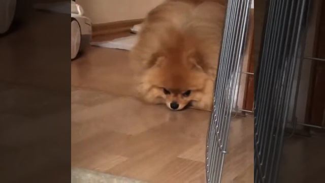 Дрессировка шпица?? смотреть онлайн