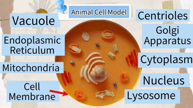 Animal Cell and Plant Cell Model with the use of edible materials #Biology смотреть онлайн