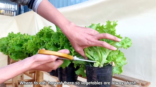 This might be the fastest and easiest way to grow lettuce you've ever seen смотреть онлайн