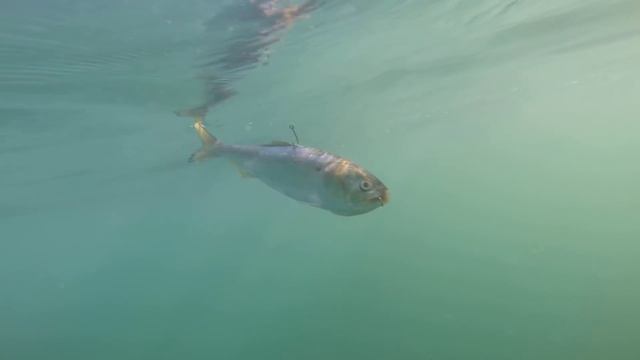 Does your dead bait swim like this? Zombait: Put the life back into your bait game! смотреть онлайн