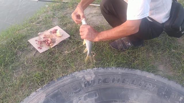 Усач на реке фортанга село шаами-юрт смотреть онлайн