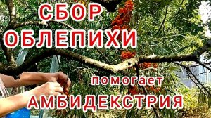 Ручной сбор облепихи