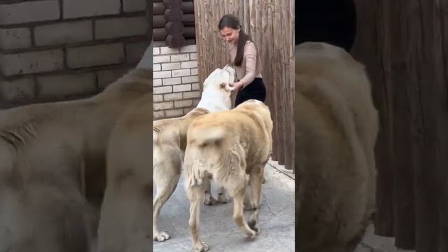 КАК ВЫБРАТЬ АЛАБАЯ !? смотреть онлайн