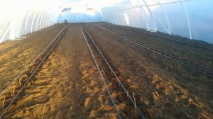 Малина Энросадира в теплице.Посадка