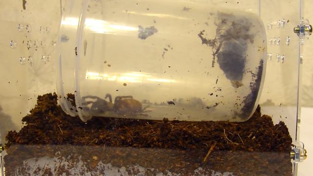 Переселение пауков-птицеедов смотреть онлайн