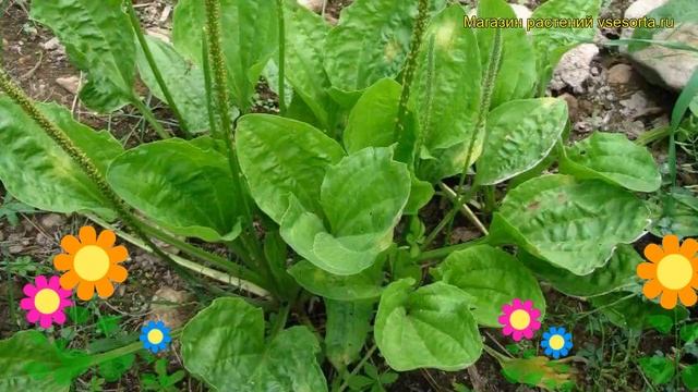 Подорожник большой Вариегата. Краткий обзор, описание характеристик Plantago Major Variegata