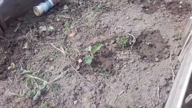 24 и 26 мая 2017. Дела огородные. България. смотреть онлайн