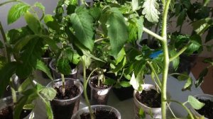 У рассады томатов- желтеют и сохнут нижние листья.Причины проблем с листьями томатов и их лечение.