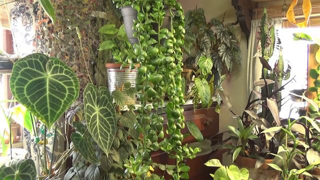 Cascading Jade Plant Care смотреть онлайн