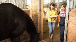 Всё о спортивных лошадях и конюшне для новичков