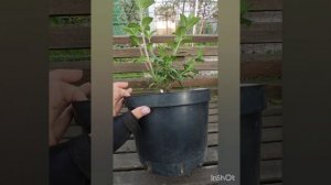 Формирующая обрезка гортензии Самарская Лидия.