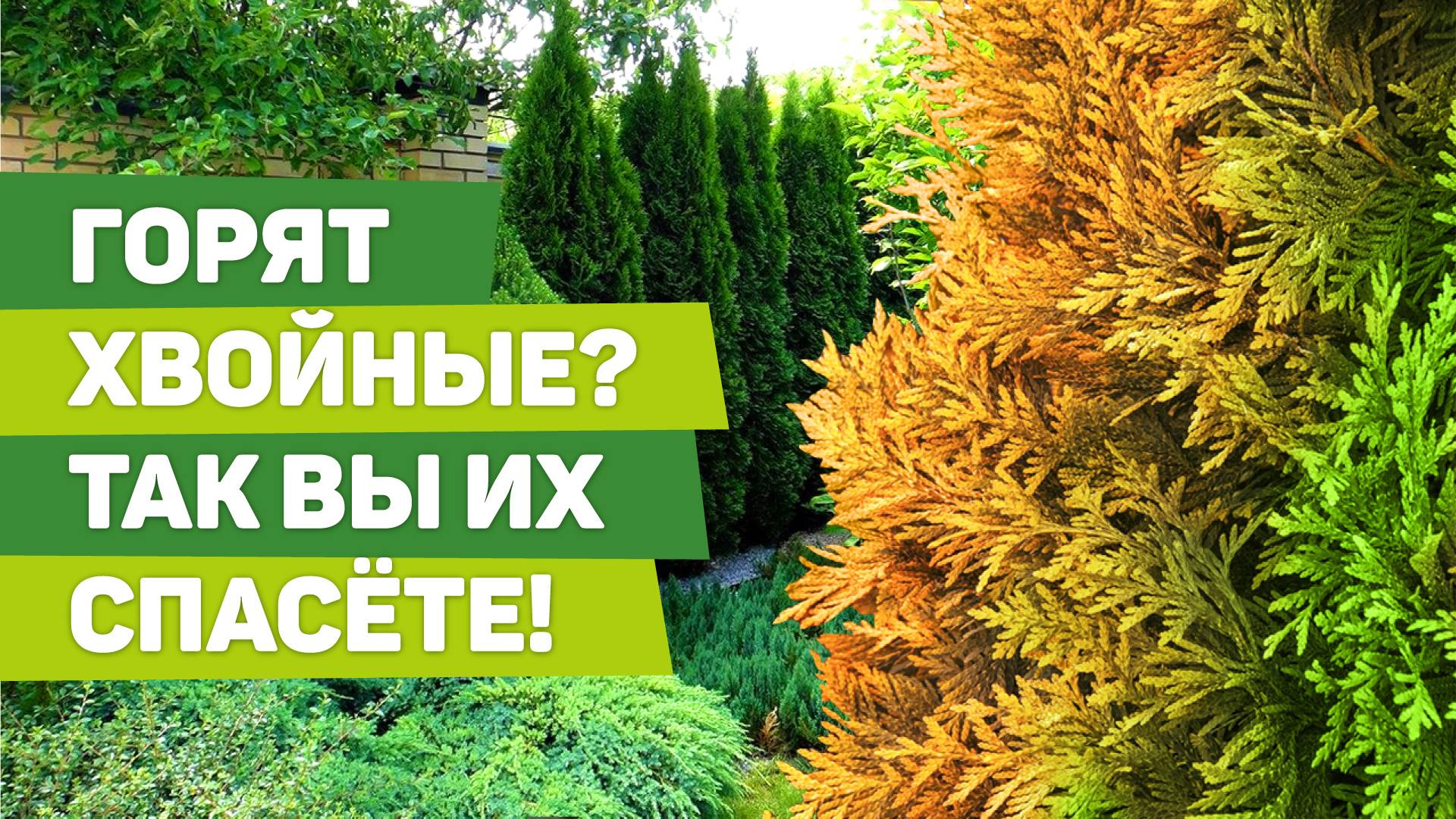 КАК УБЕРЕЧЬ ХВОЙНЫЕ РАСТЕНИЯ ОТ ГОРЕНИЯ. Рабочие способы смотреть онлайн