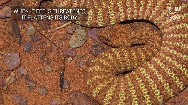 Snakes of Australia, 5 species from deserts, Mulga snake, Western brown snake, Desert death adder смотреть онлайн