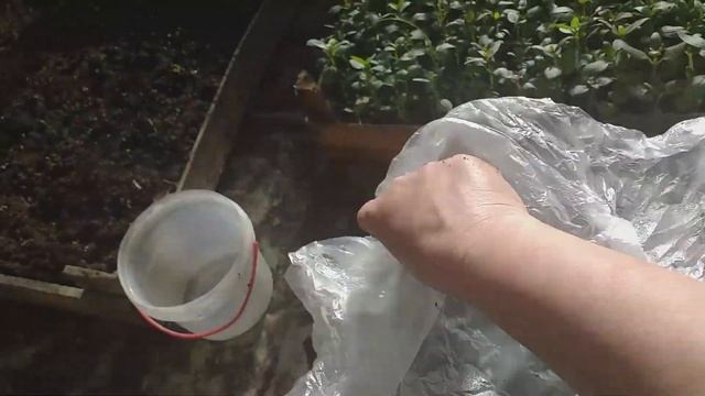 Проверенный способ посева огурцов смотреть онлайн