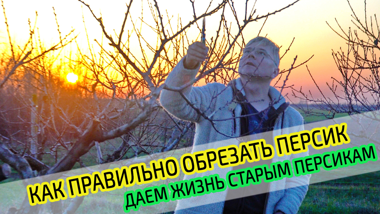 Обрезка персика. Даем жизнь старым, запущенным, умирающим персикам. Персиковый сад. смотреть онлайн