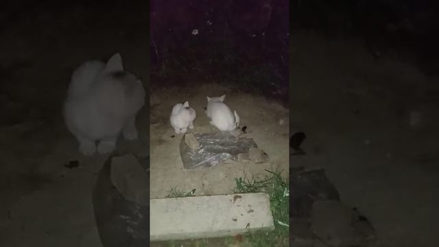 Белый котёнок кушает мышь? || Ев-Гений || смотреть онлайн