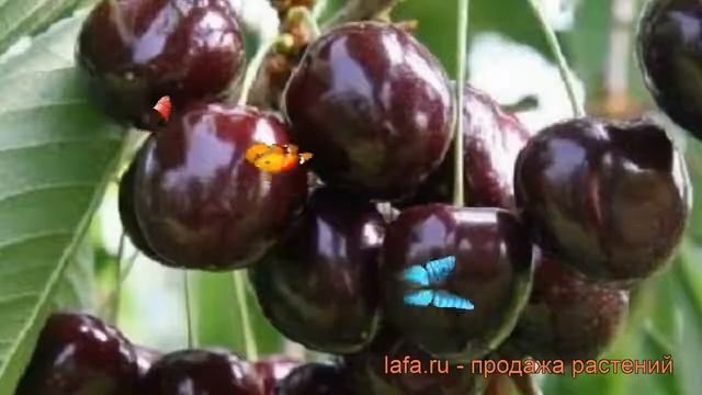 Черешня средний Речица ? средний черешня Речица обзор: как сажать, саженцы черешни Речица смотреть онлайн